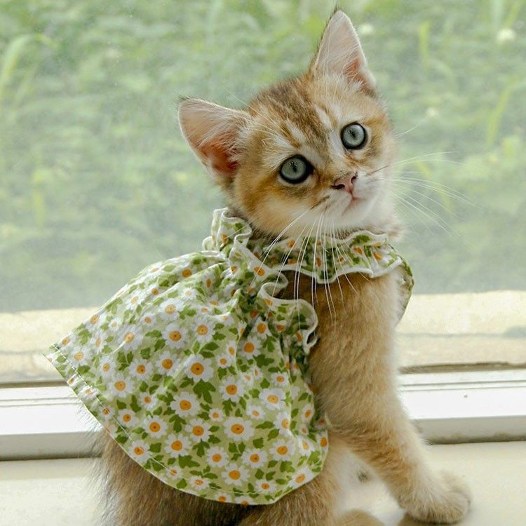 Pet Fashion Spring Floral Mini Frock
