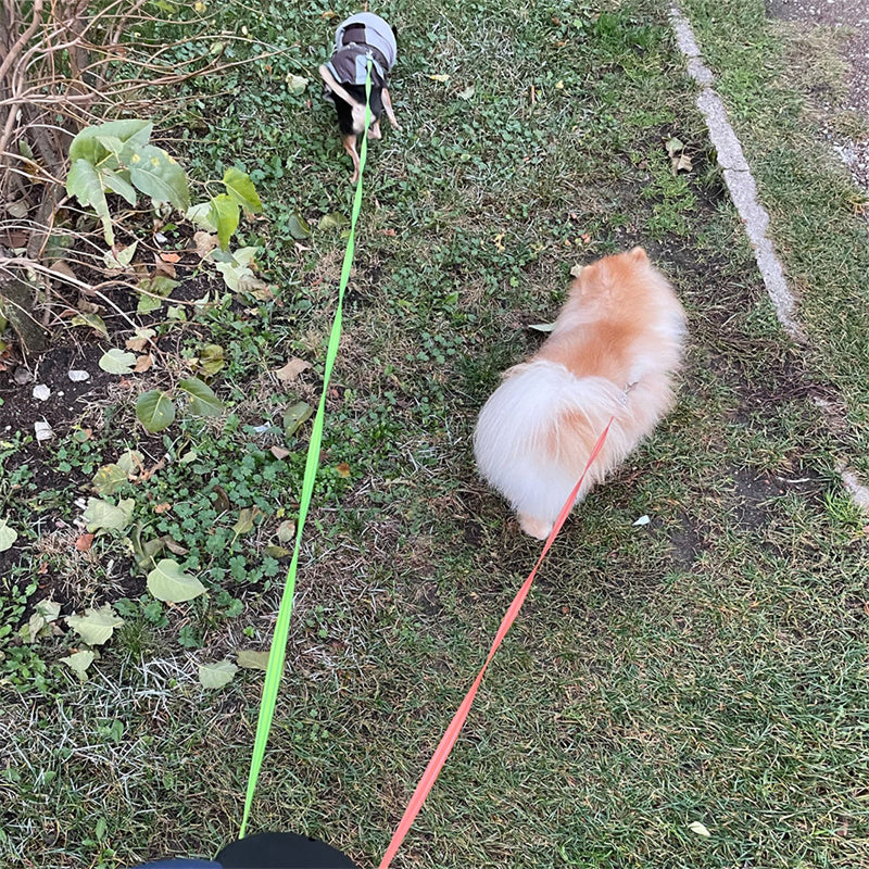 Retractable 360 Swivel Double Leash With Light